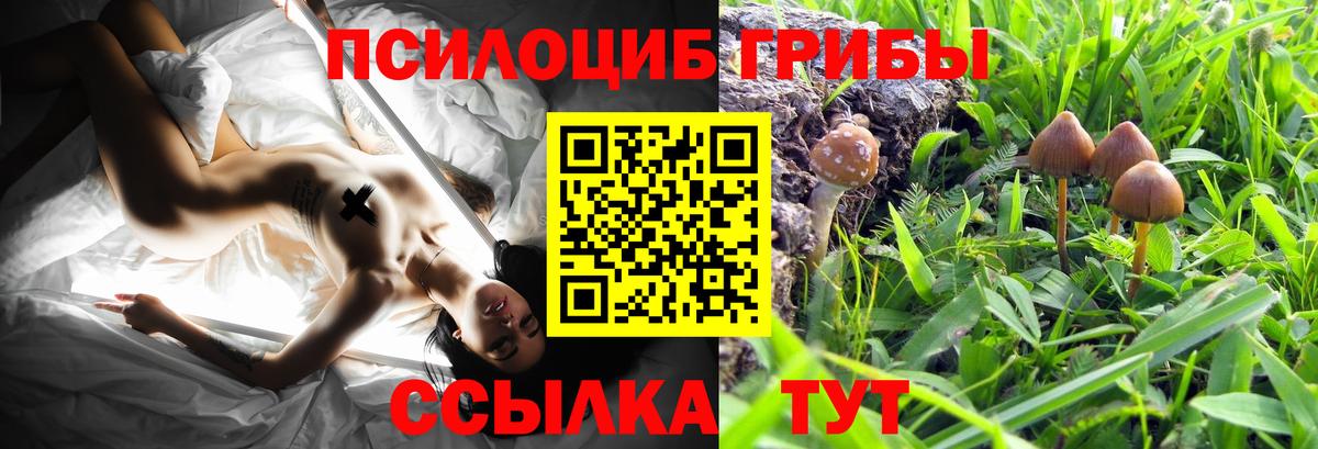 Белово  Галлюциногенные грибы прущие грибы  Вход с VPN  Псилоцибиновые грибы Psilocybe 
